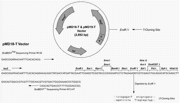 Corn WUS1 gene promoter and application thereof