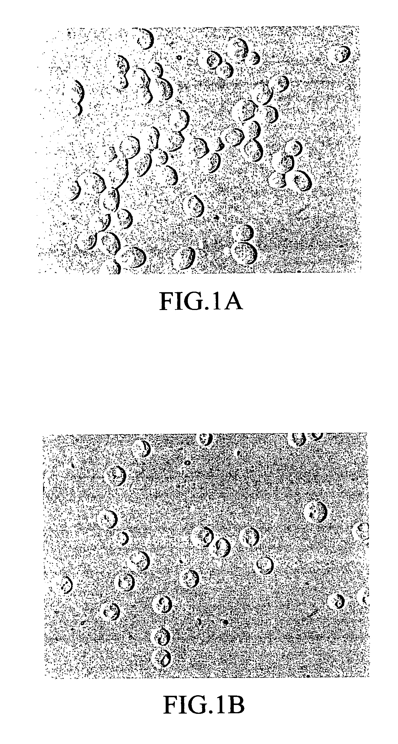 Fungal antigens and process for producing the same