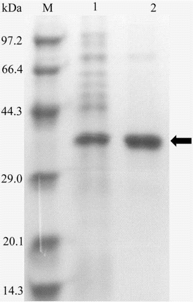 Application of esterase gene est816 and recombinant esterase thereof in degrading pyrethroid pesticides