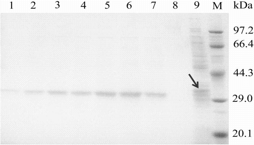 Application of esterase gene est816 and recombinant esterase thereof in degrading pyrethroid pesticides
