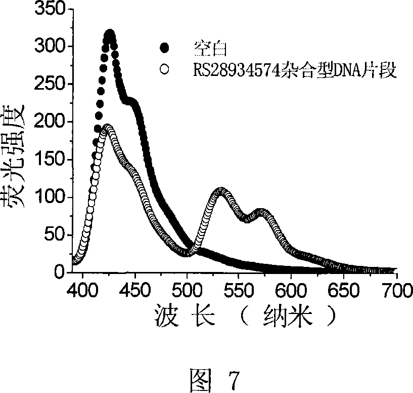 Method for testing DNA mononucleotide pleomorphism