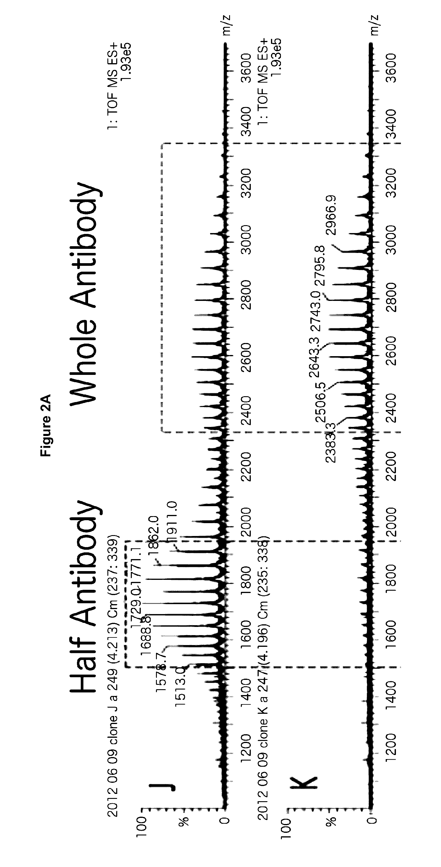 Process and methods for efficient manufacturing of highly pure asymmetric antibodies in mammalian cells