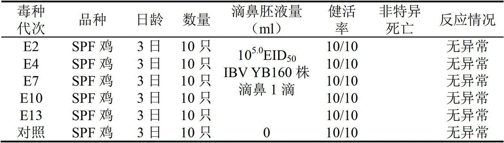 A Attenuated Vaccine Strain of Chicken Infectious Bronchitis Virus