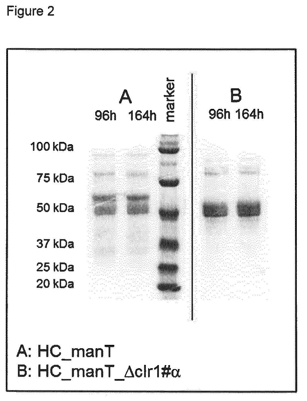 Method of producing proteins in filamentous fungi with decreased CLR1 activity