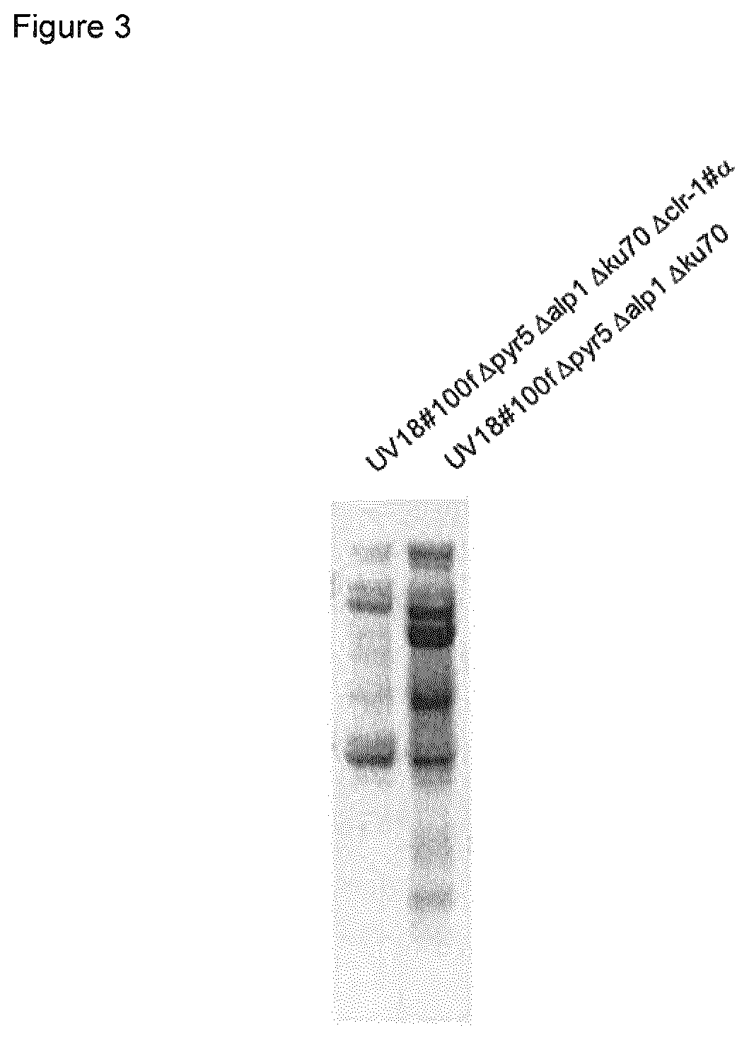 Method of producing proteins in filamentous fungi with decreased CLR1 activity