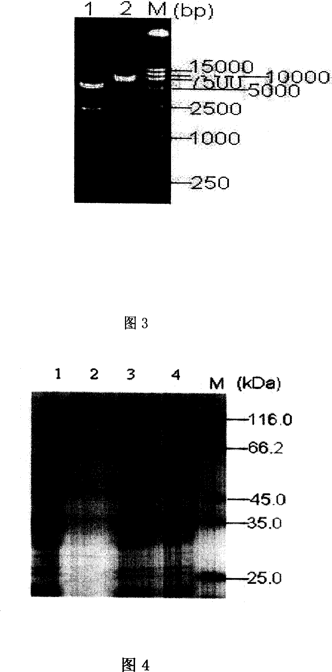 ELISA kit for detecting porcine toxigenic pasteurella multocida toxin antibody and application