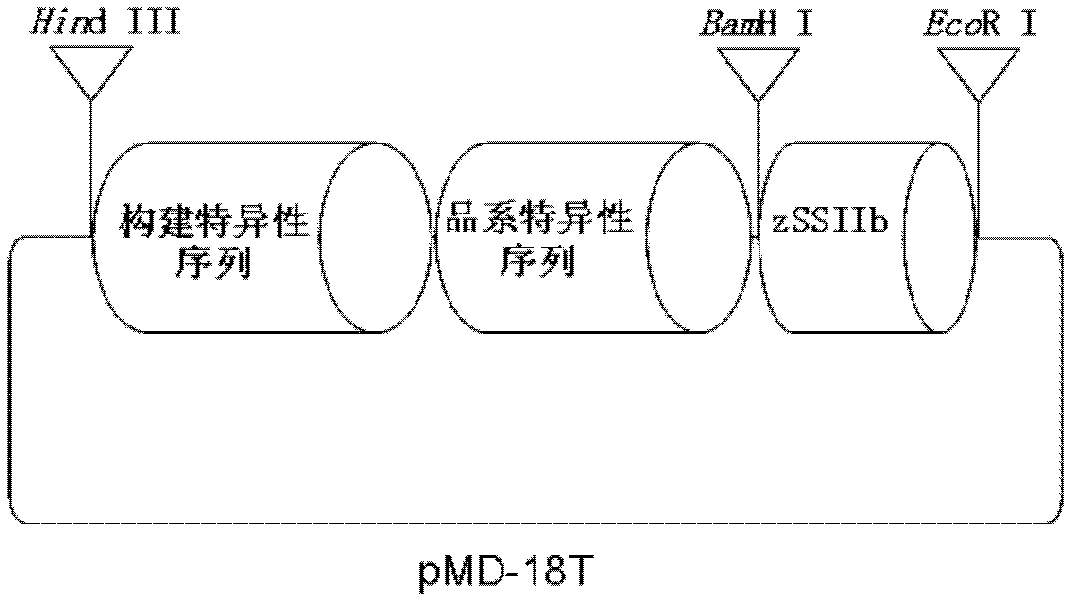 Standard plasmid molecule for transgenic maize Mon810 detection and construction method thereof