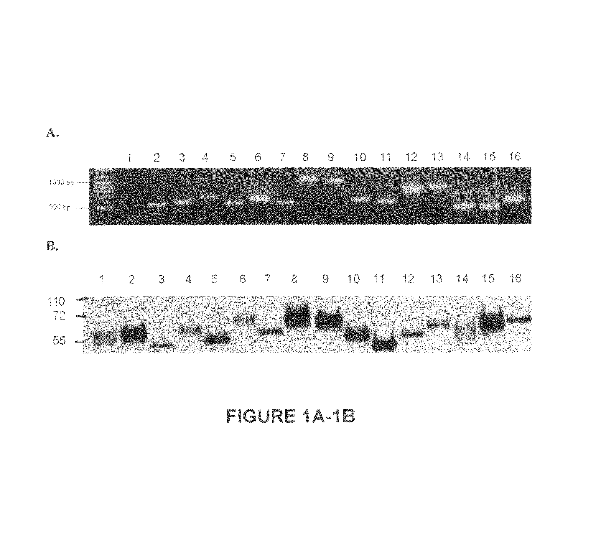 Compositions and methods for identifying response targets and treating flavivirus infection responses