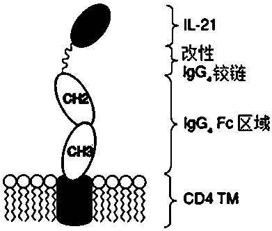 Trophoblast, preparation method thereof and application of trophoblast in NK cell expansion