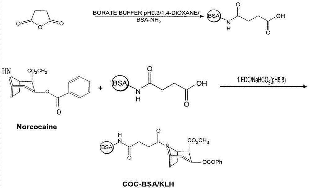 Cocaine aptamer, detection kit and application thereof
