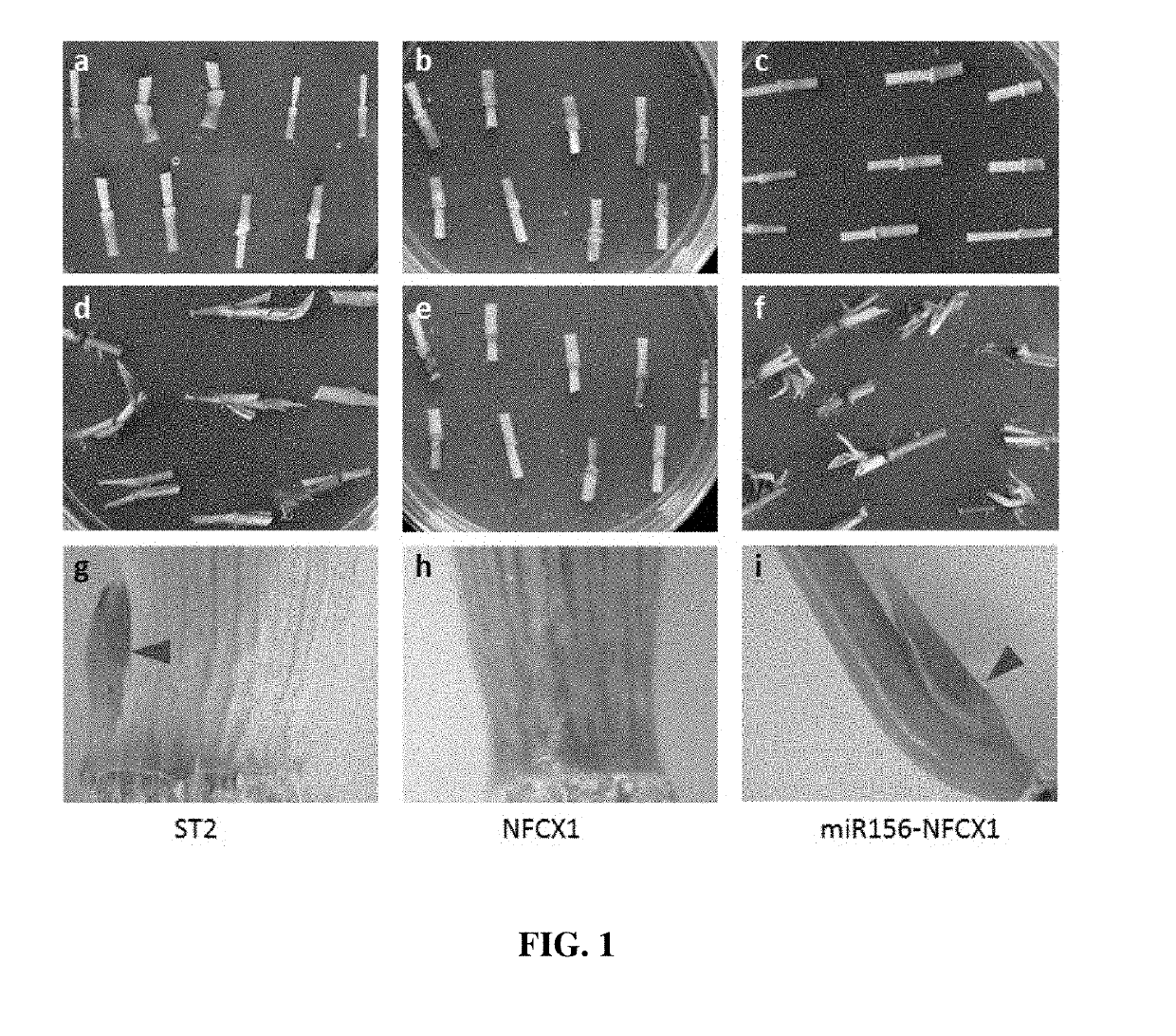 Methods and compositions for regulation of plant growth