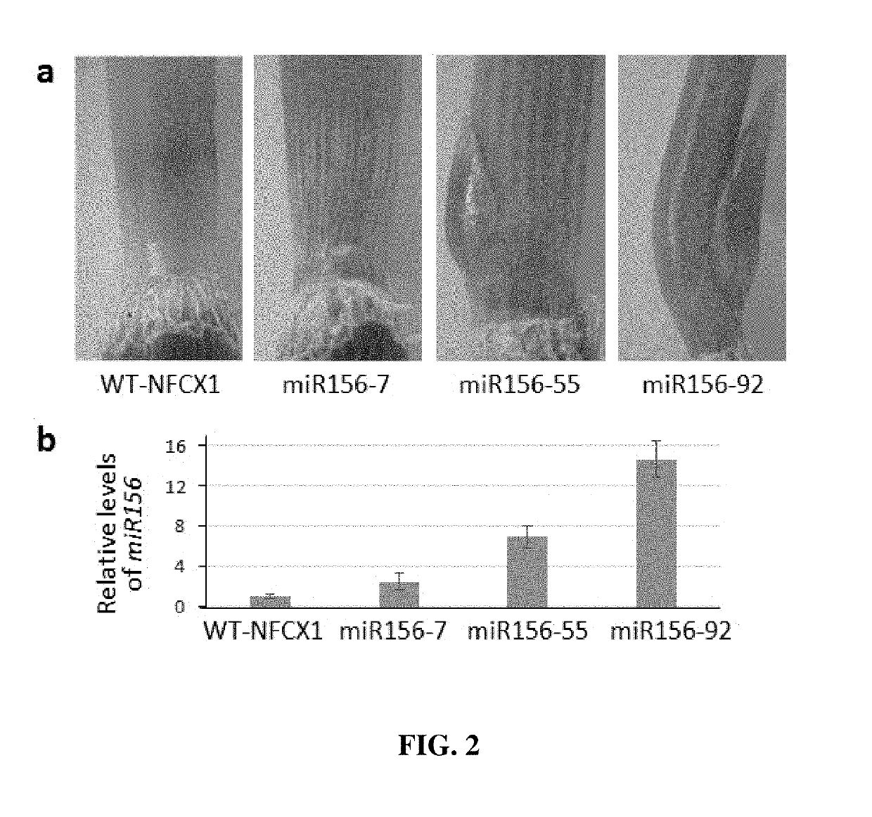 Methods and compositions for regulation of plant growth