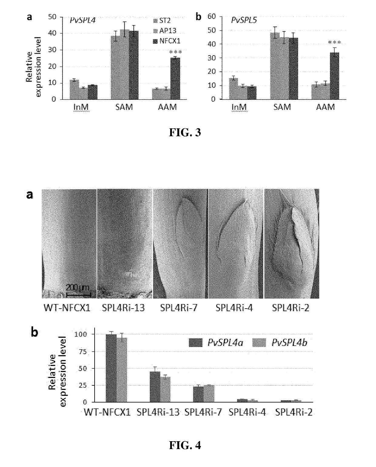 Methods and compositions for regulation of plant growth