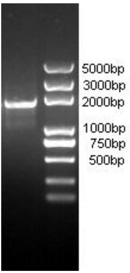 Chilo suppressalis carboxylesterase as well as coding gene, preparation method and application of chilo suppressalis carboxylesterase