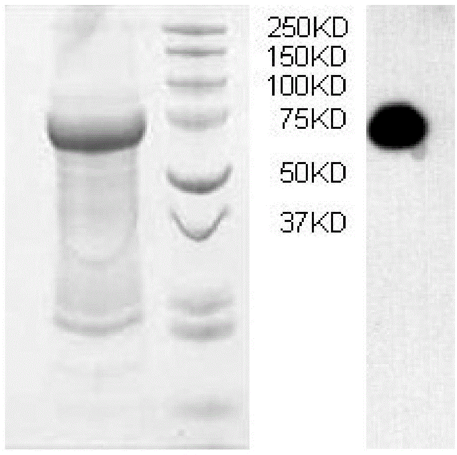 Chilo suppressalis carboxylesterase as well as coding gene, preparation method and application of chilo suppressalis carboxylesterase