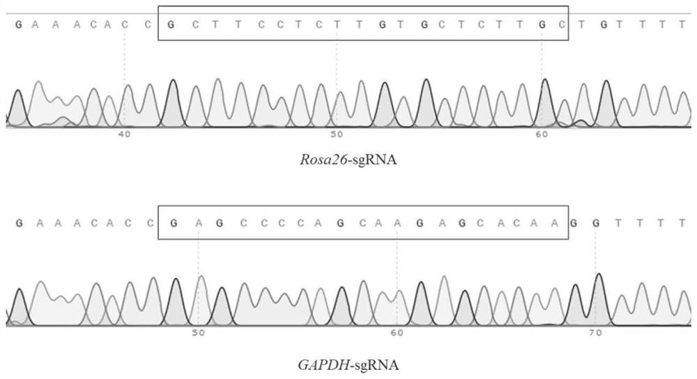 Method for improving homologous recombination efficiency based on CRISPR gene editing system