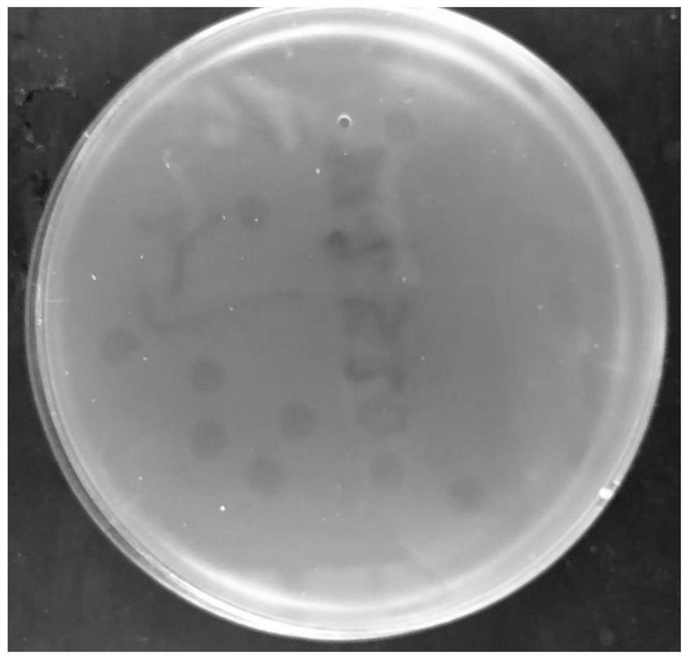 Shigella flexneri microphage SGF3 and application thereof