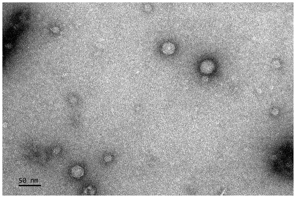 Shigella flexneri microphage SGF3 and application thereof