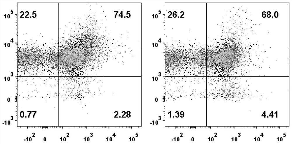 Application of artificially constructed antisense nucleotide fragment Ri111 in Th1 cell polarization