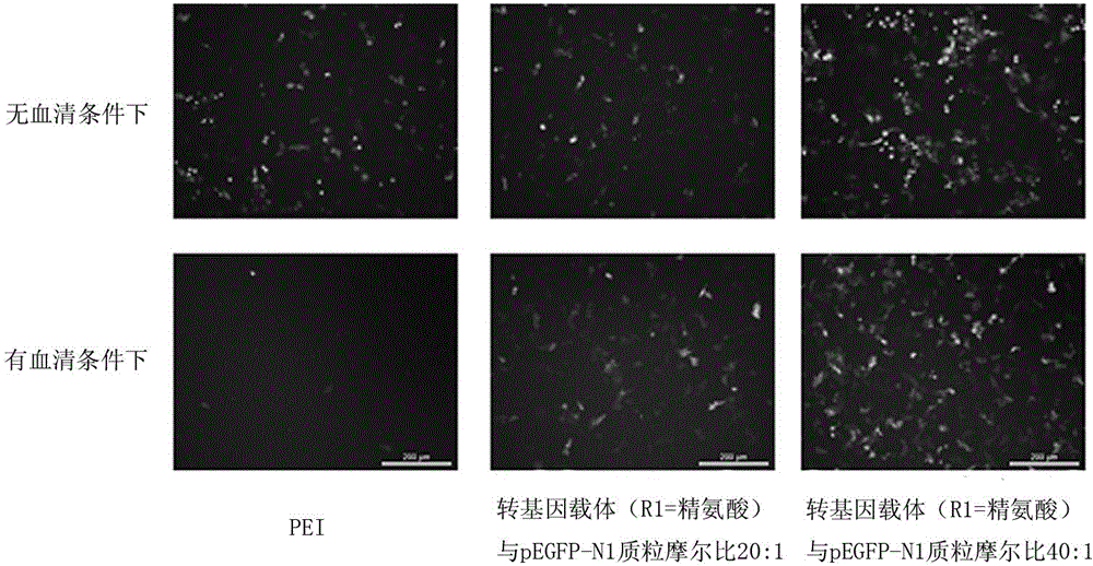Cationic lipid containing peptide dendrimer, transgenic carrier and preparation method and application of transgenic carrier