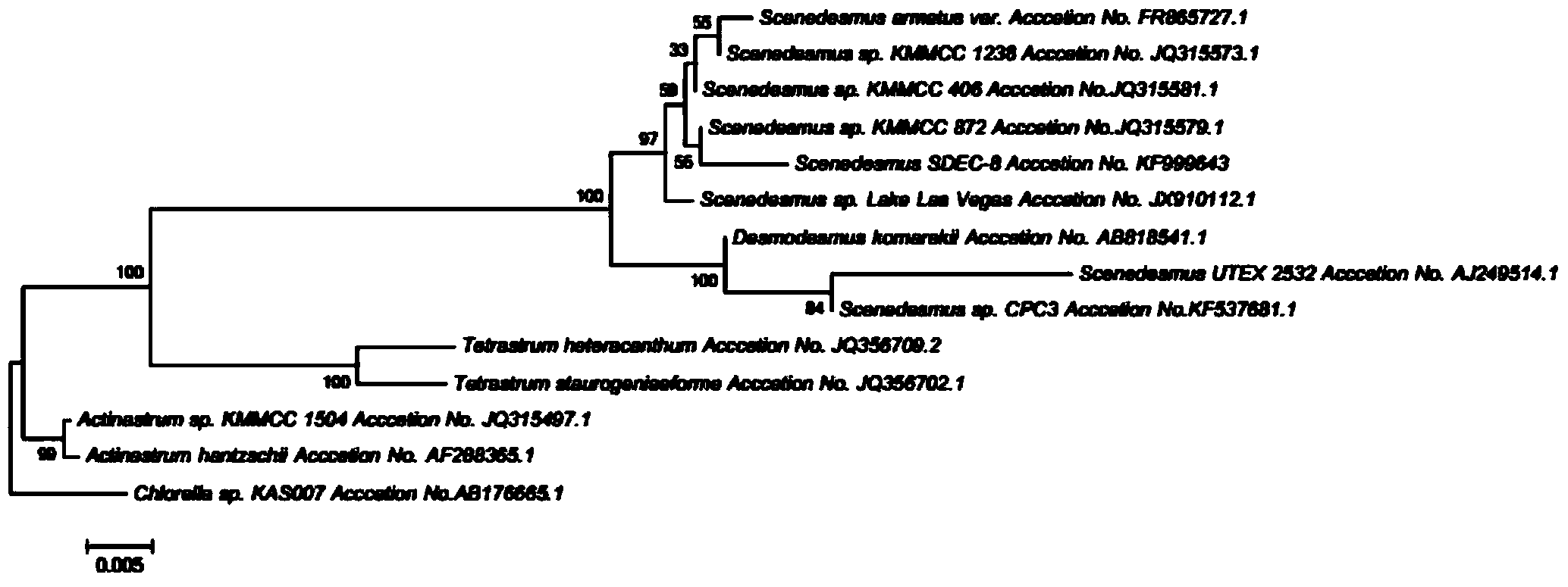 Scenedesmus capable of highly yielding oil as well as culture method and application thereof