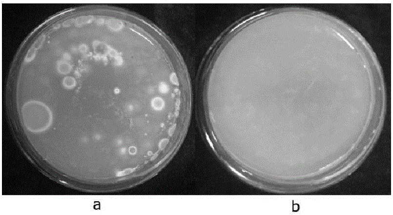 Agrobacterium tumefaciens-mediated genetic transformation method of Penicillium italicum
