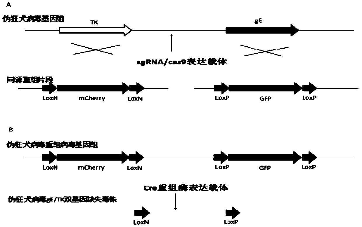 Crispr/cas9 and cre/lox system editing pseudorabies virus genome preparation method and application