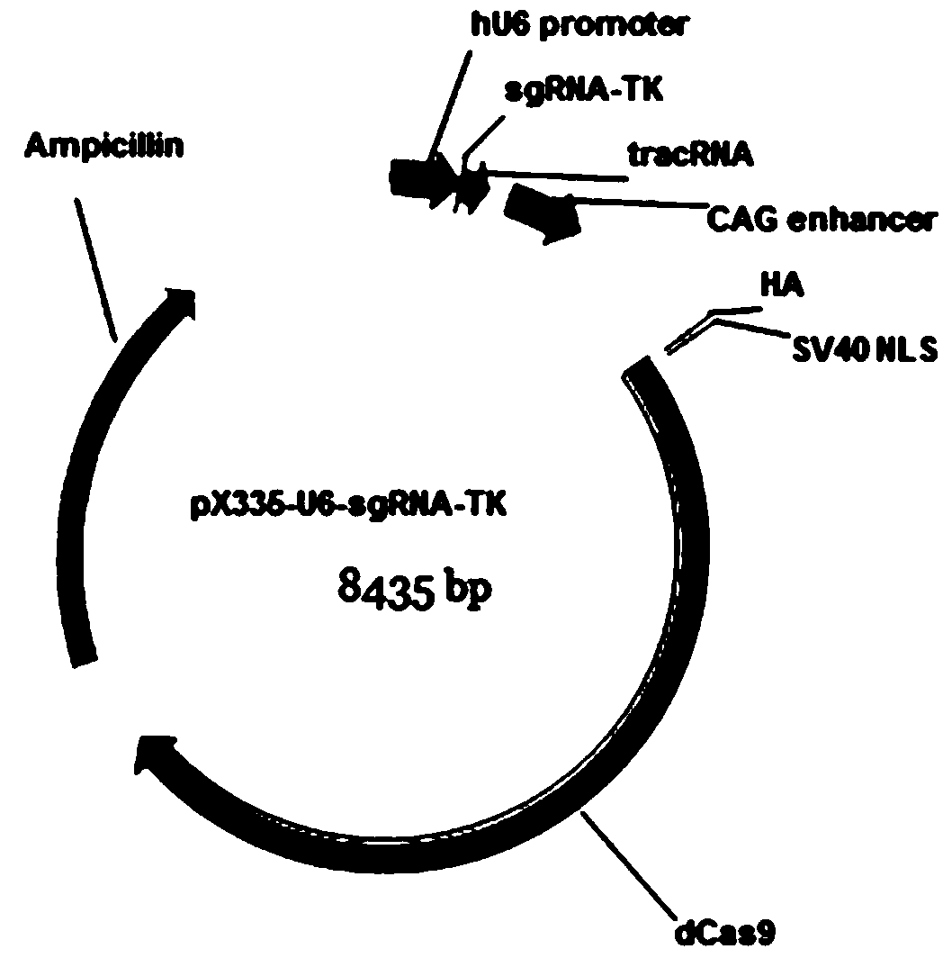 Crispr/cas9 and cre/lox system editing pseudorabies virus genome preparation method and application