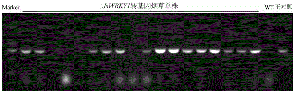 Application of Yangbi big-bubble walnut transcription factor gene JsWRKY1
