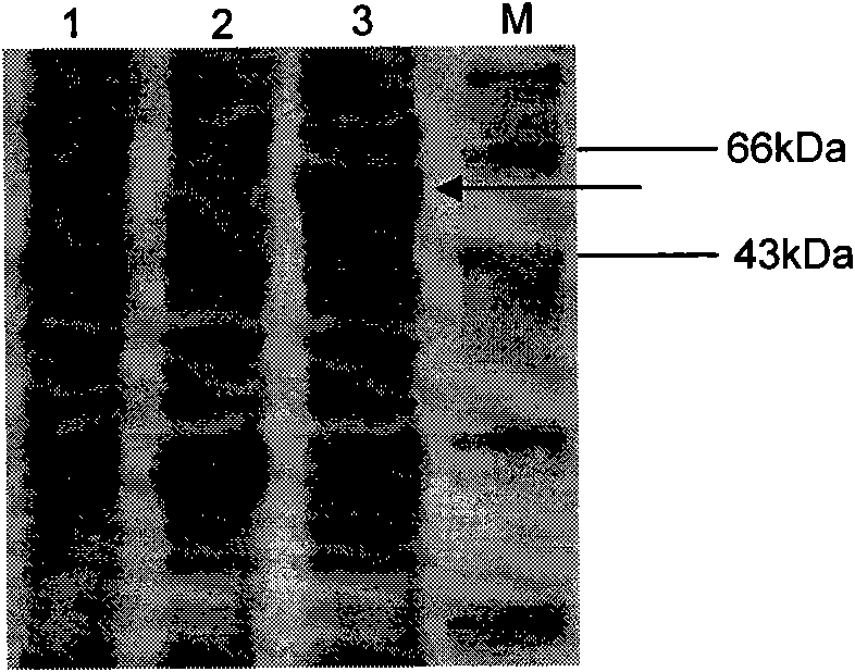 Schistosoma japonicum zinc finger protein coding gene SjZFP1 and application thereof