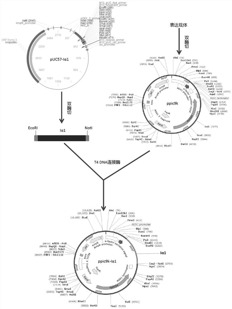 Recombinant human type I collagen, expression strain and construction method thereof