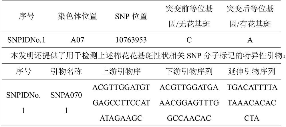 SNP molecular marker related to cotton flower basal spot traits and application thereof