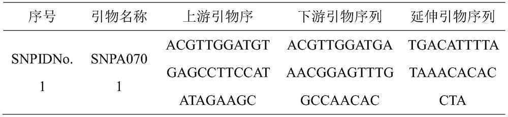 SNP molecular marker related to cotton flower basal spot traits and application thereof