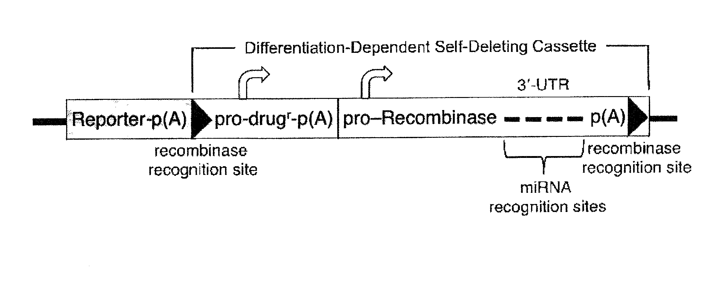 miRNA-Regulated Differentiation-Dependent Self-Deleting Cassette