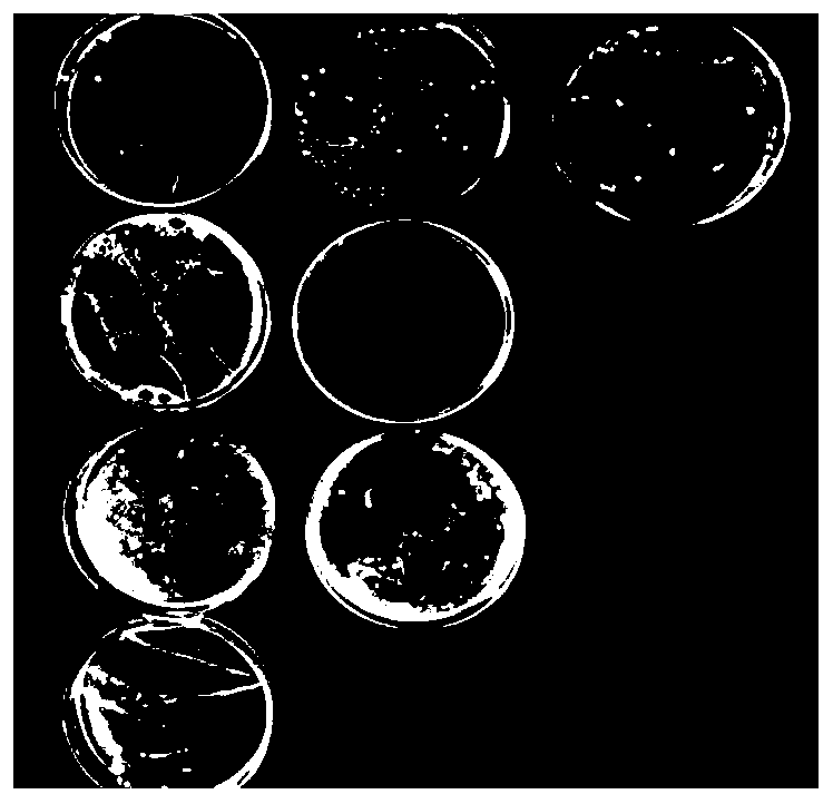 Lactobacillus paracasei for degrading grease and application thereof