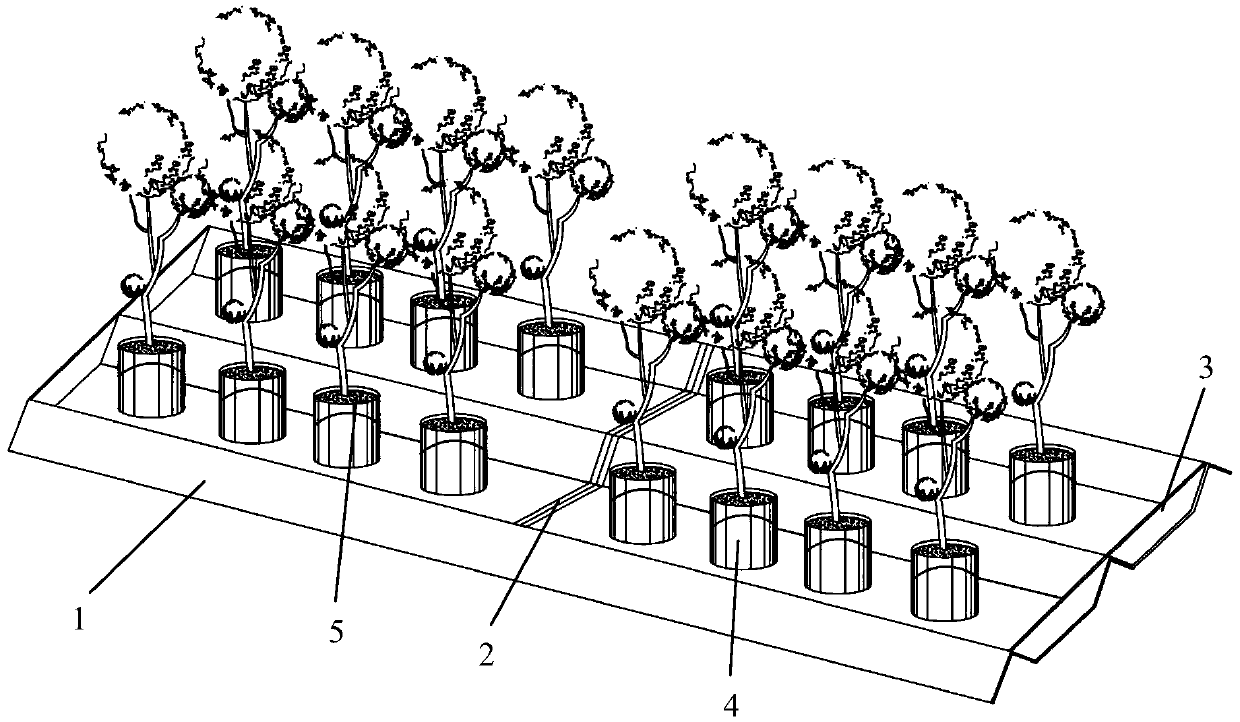 Trough-type self-absorption potted plant culture system and culture method