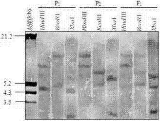 A cotton transcription factor ethylene response factor gene