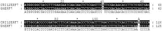 A cotton transcription factor ethylene response factor gene