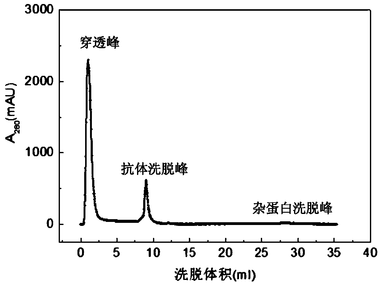 Affiliative small molecular peptide of IgG (Immunoglobulin G) antibody and application thereof