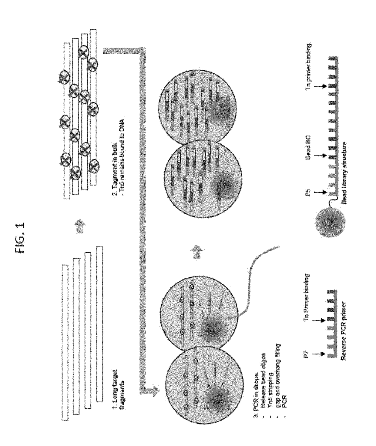 Droplet tagging contiguity preserved tagmented DNA