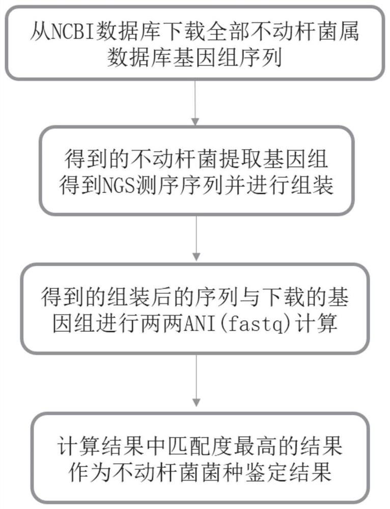 Acinetobacter database construction method based on mass spectrometry and acinetobacter database