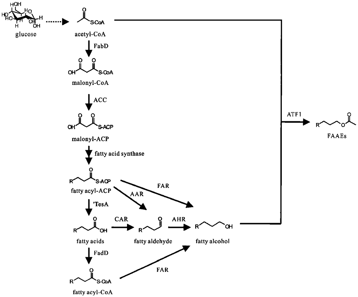 Method for synthesizing fatty alcohol acetates base on fatty acids in microorganisms in vivo
