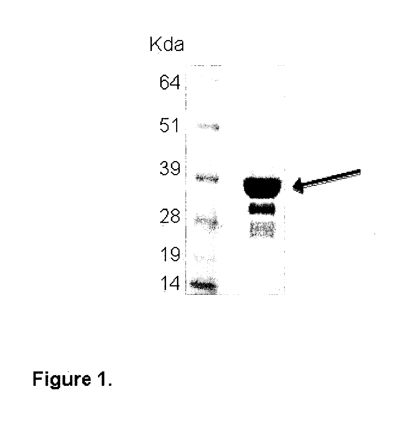 Tumor Marker and Methods of Use Thereof