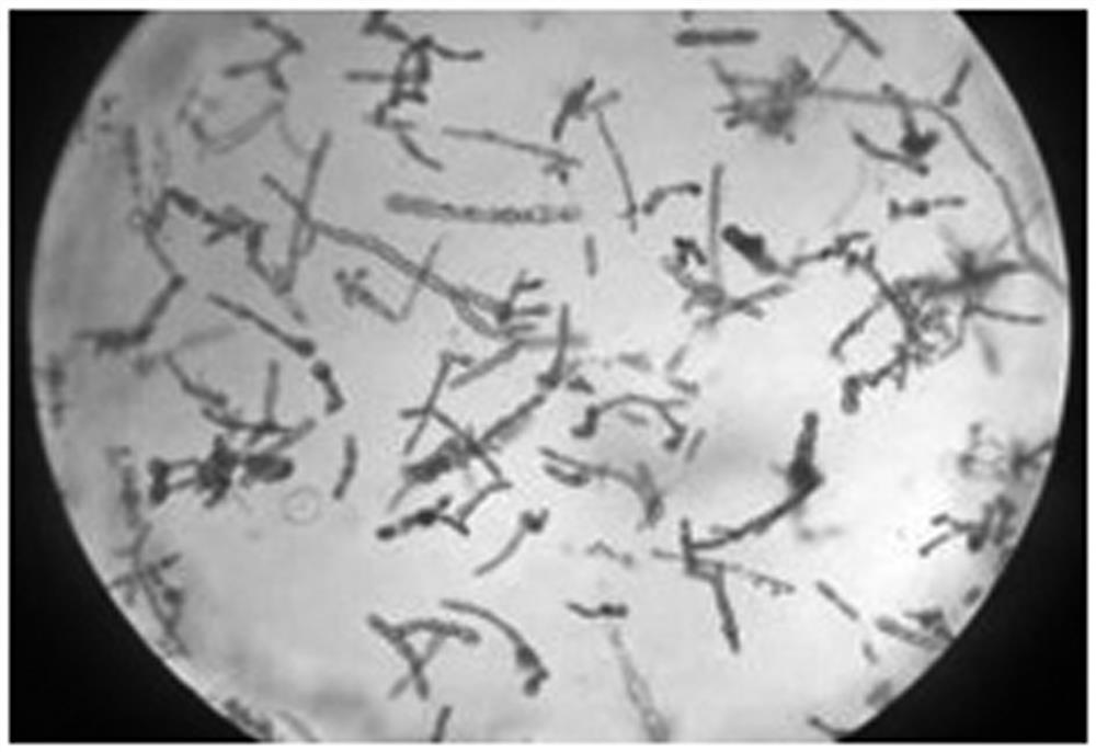 Rapid sterilization method in routine culture of Laminaria gametophyte clone