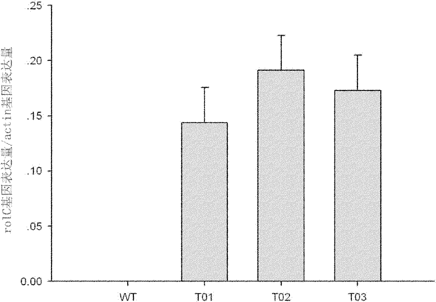 Agrobacterium rhizogenes K599-mediated chrysanthemum transgenic method