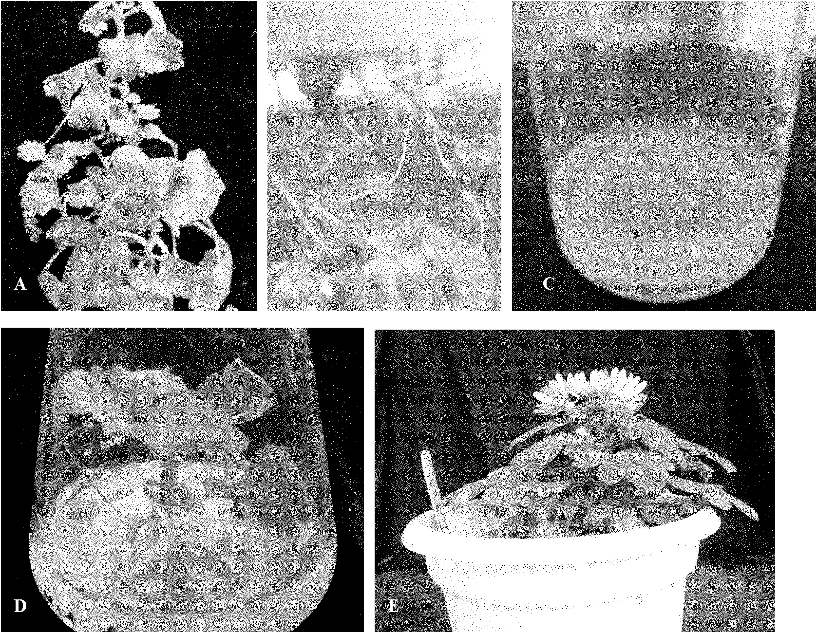 Agrobacterium rhizogenes K599-mediated chrysanthemum transgenic method