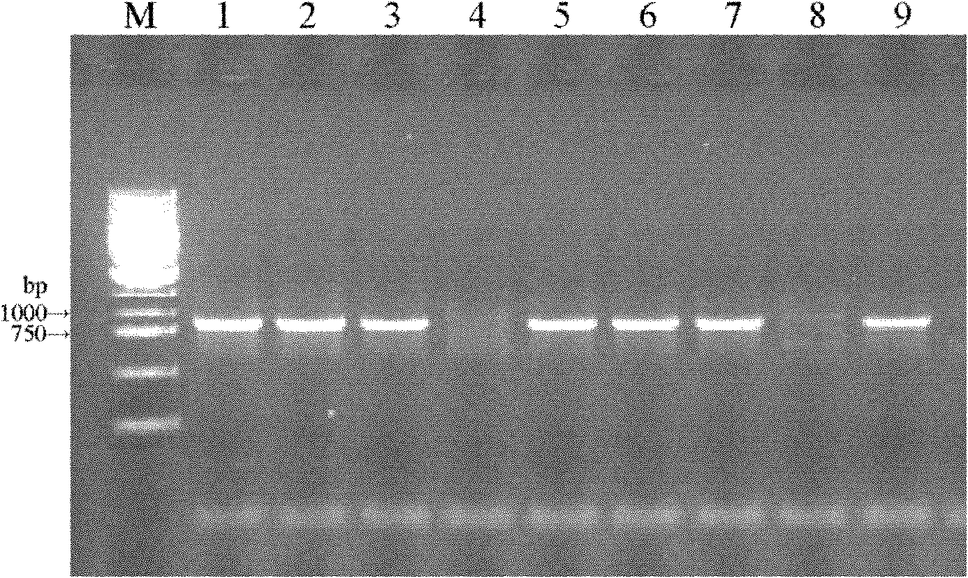 Agrobacterium rhizogenes K599-mediated chrysanthemum transgenic method