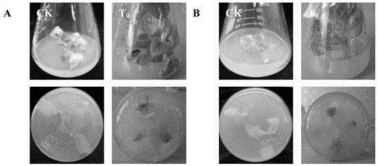 Soybean eIF5A gene subtypes and genetic engineering bacteria, and applications thereof