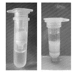 Preparation and application of dmt monoclonal antibody immunoaffinity column supported by chitosan