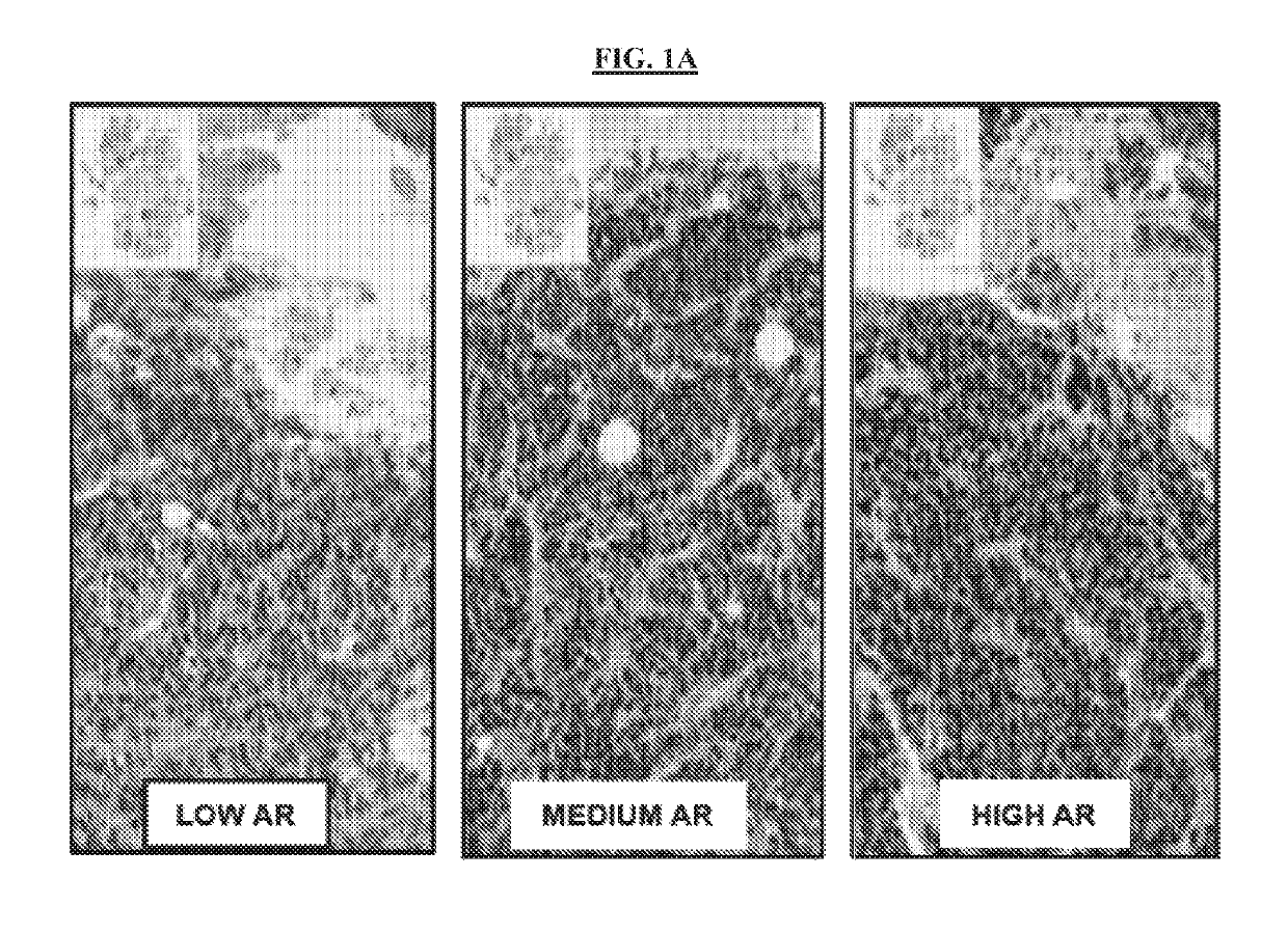 Method of treating androgen receptor negative prostate tumors and their metastases